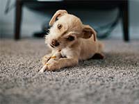 dog on clean carpet